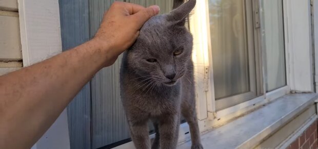 “Nicht ein einziger Besuch”: Nach mehr als 2.800 Tagen im Tierheim hat ein Anruf das Leben der Katze auf den Kopf gestellt