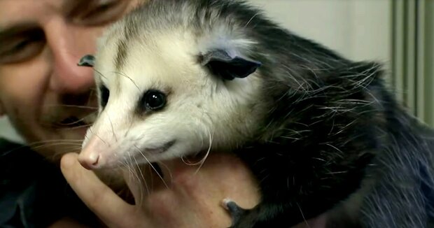 Der Mann sah ein Opossum auf seiner Veranda, das regungslos lag, und half dem Baby