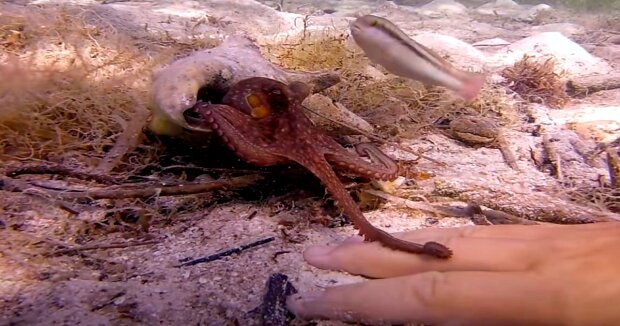 Der Oktopus zeigte Interesse an dem Taucher und wollte ihm die Hand schütteln: süße Aufnahmen