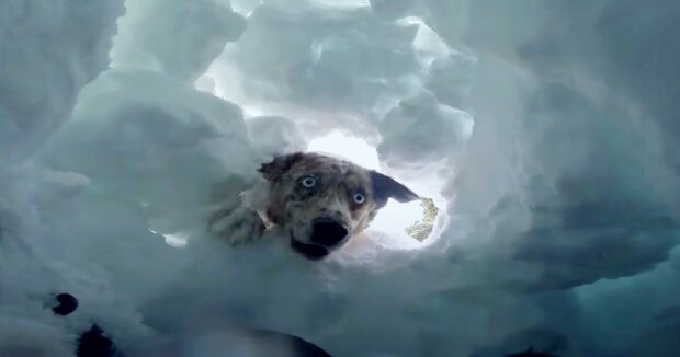 Der Hund fand einen gefrorenen Vogel im Schnee und rettete ihm das Leben, als er mit seiner Halterin im Hinterhof spazierte