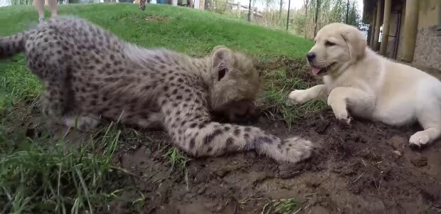 Freundschaft kennt keine Grenzen: Ein Hund und ein Gepard freunden sich im Zoo an und sind nun unzertrennlich, egal was passiert