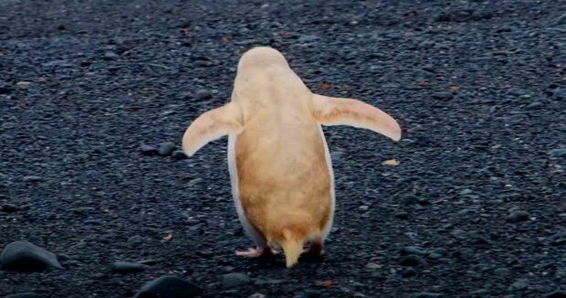 In der Antarktis wurde ein seltener Vertreter flugunfähiger Vögel gesichtet: Aufnahmen eines blonden Pinguins