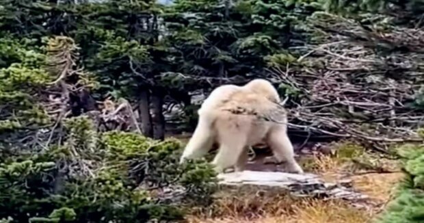 In den Bergen traf Tourist auf ein Tier, das wie ein Elch und ein Eisbär zugleich aussah: seltene Bilder