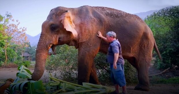 Mehr als 25 Jahre trug sie Touristen auf dem Rücken: Tierschützer retteten eine Elefantin, die bereits 71 Jahre alt ist