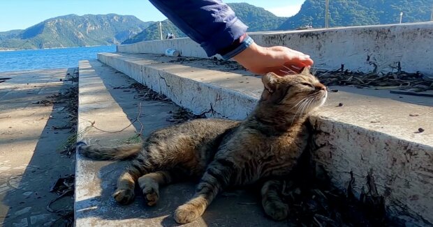 Eine blinde streunende Katze fand auf der Straße ihre neue Familie und wurde versorgt