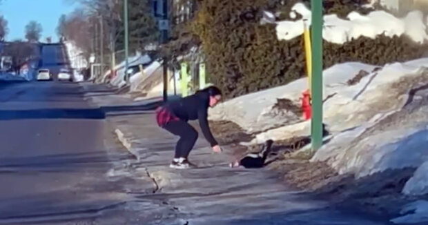 Eine Frau, die an ihrem Haus vorbeifuhr, sah ein Stinktier mit einer Dose auf dem Kopf: Das Tier hatte auf seine Retterin gewartet