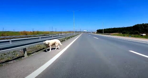 Zwei Männer brachten den Haltern ihren verlorenen Hund zurück, den sie von der Landstraße abgeholt hatten