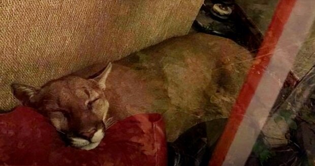 Während die Familie weg war, kam ein wilder Puma ins Haus und stellte alles auf den Kopf