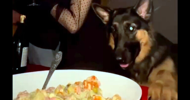 Ein festliches Menü für alle: Der Hund musste unbedingt einen Salat probieren, während alle feierten