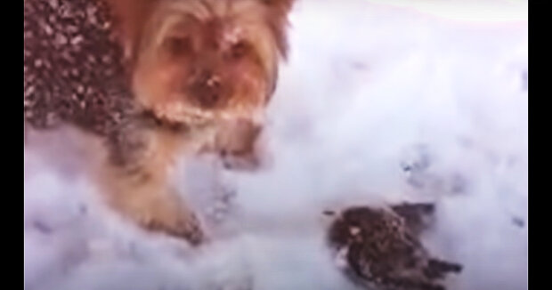 Ein Hund fand bei einem Spaziergang einen erfrorenen Vogel im Schnee: Die Besitzerin rannte los, um das Baby zu retten