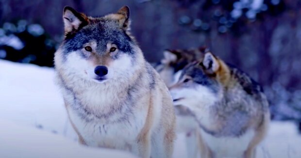 Ein Japaner gab 23.000 Dollar für ein Wolfskostüm aus, um sich seinen Traum zu erfüllen, ein Wolf zu werden