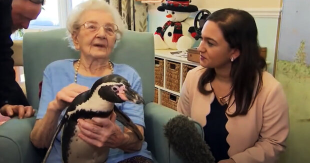 Zwei Pinguine besuchen Senioren, um ihnen ein frohes Weihnachtsfest zu wünschen
