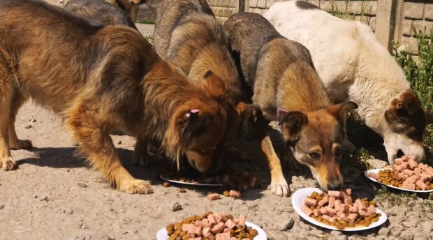 Heldenhafter Hund legt vier Kilometer zurück, um seine Freunde zu füttern