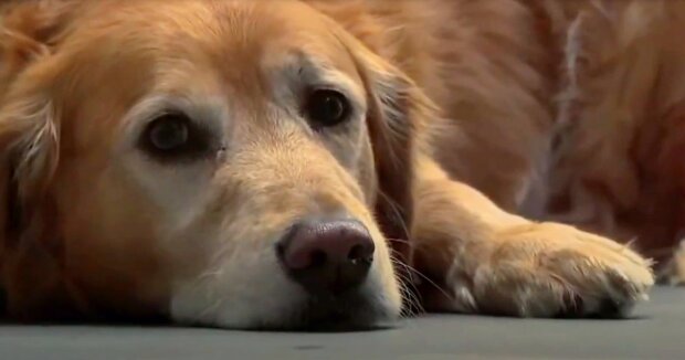 Als der Hund seine Pfote verlor, schlossen sich die Schüler zusammen, um dem Tier wieder beim Laufen zu helfen