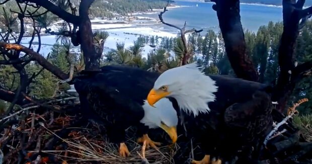 Die Kamera fängt einen verliebten Adler ein, der versucht, seiner Geliebten zu gefallen: Das zärtliche Paar