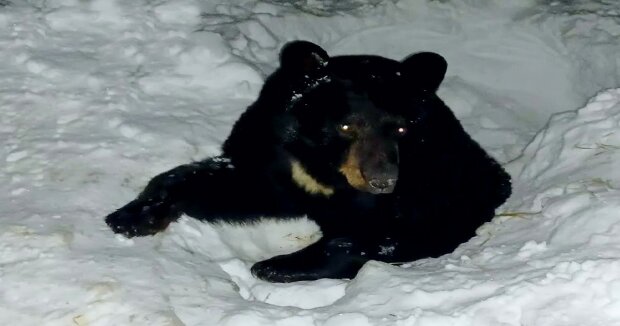 Menschen haben einen überwinternden Bären gerettet, der in einem gefrorenen Rohr steckte