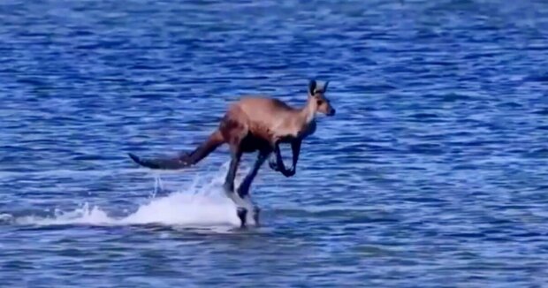 Das Känguru sprang direkt durchs Wasser ans andere Ufer des Flusses: Zeugen haben alles mit der Kamera festgehalten