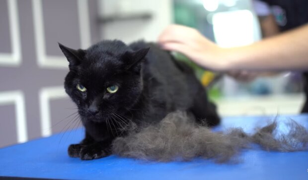 Eine Wohltäterin fährt acht Stunden, um den Bewohnern eines Dorfes zu helfen, eine trächtige Katze einzuholen