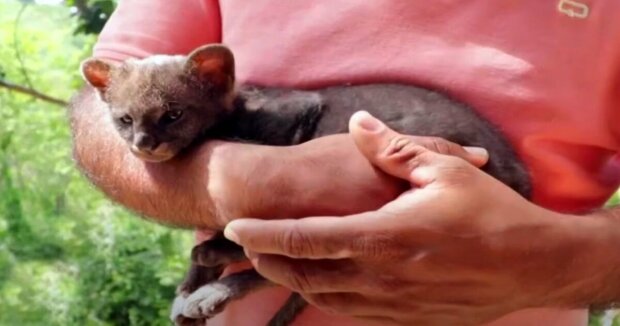 Ein blinder Puma-Welpe konnte nicht alleine in der Wildnis überleben: Gute Menschen beschlossen, ihn in ihre Familie aufzunehmen