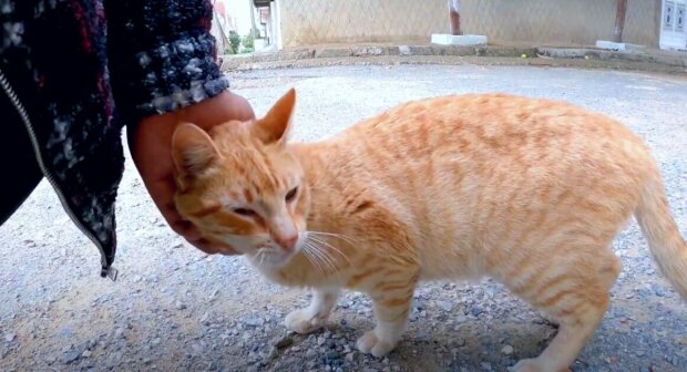 Ein dünner Kater fror auf der kalten Straße und kam auf Menschen zu, um nach etwas zu essen zu bitten