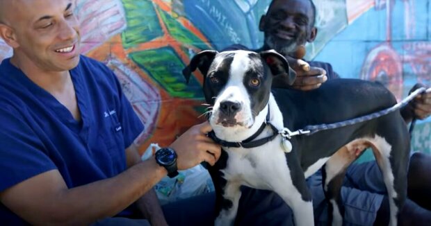 Der Tierarzt behandelt bereits seit über 20 Jahren obdachlose Tiere auf den Straßen