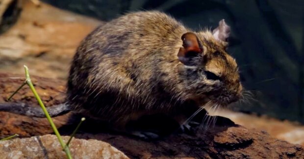 Der Bergmann fütterte die Ratte jede Schicht: Sie führte ihn an die Oberfläche und rettete ihm das Leben