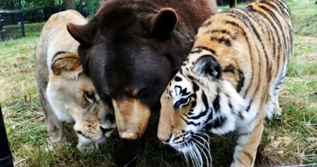 Unzertrennliches Trio: Löwe, Tiger und Bär lebten 15 Jahre lang zusammen, nachdem sie aus dem Keller gerettet worden waren