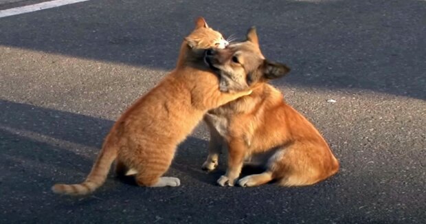 Die Katze unterstützte liebevoll den Hund während der Krankheit: warmherzige Aufnahmen