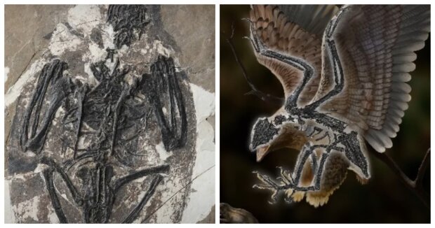 In China wurde ein Fossil in Form eines Dinosaurierkopfes gefunden, der am Körper eines Vogels befestigt ist: Fund ist 120 Millionen Jahre alt