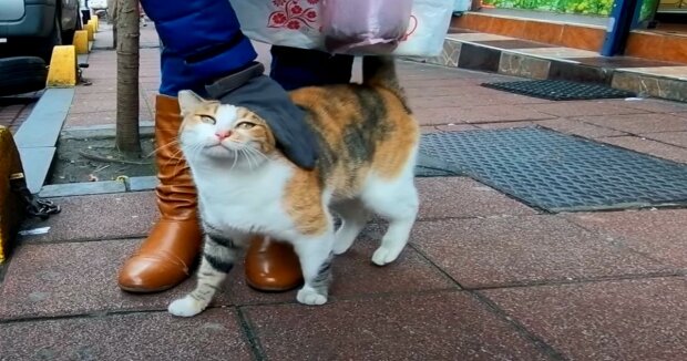 Eine streunende Katze brachte den Ladenbesitzer bei kaltem Wetter zu ihrem Kätzchen