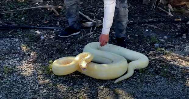 Die Familie fand im Hinterhof ihres Hauses eine 2,7 Meter lange Boa mit einer seltenen Farbe und wandte sich an Spezialisten