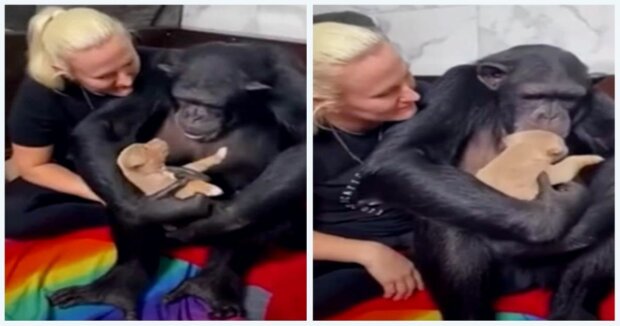Schimpanse umarmt einen Welpen, um das Baby mit seiner Körperwärme zu wärmen: süße Aufnahmen