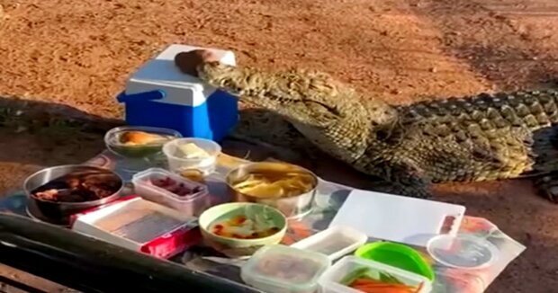 Krokodil beschloss, sich den Menschen beim Picknick anzuschließen: Der lustige Moment wurde mit der Kamera festgehalten