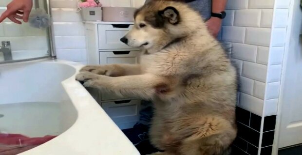 Wasserbehandlungen mit Tieren: Experten erklären, wie man Haustiere richtig badet