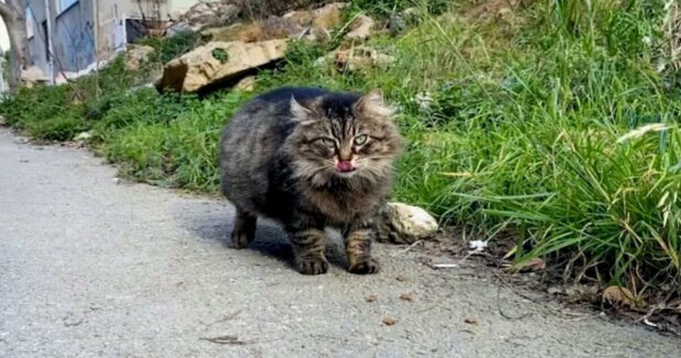 Einer Frau gelang es, einen verwilderten Kater zu zähmen, der andere anknurrte