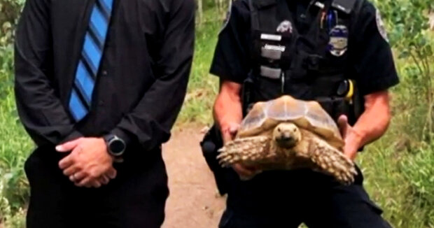 Jeder Polizeibeamte im Bezirk kennt Seashell: Die Schildkröte hört einfach nicht auf, nach Abenteuern zu suchen