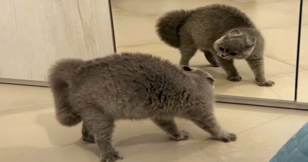 Der Kater machte seinem eigenen Spiegelbild einen “Skandal”: Der Halter filmte alles mit der Kamera