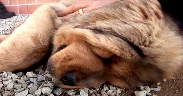 Zwei Jahre lang glaubte die Familie, einen tibetischen Mastiff zu halten: Dann stellte sich heraus, dass ein wildes Tier in ihrem Haus lebt