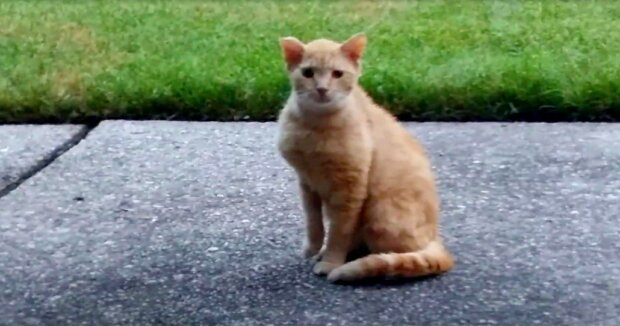 Der obdachlose Kater hing an der Haustür herum, um seine “Forderungen” zu stellen