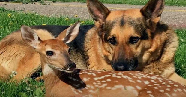 Bedingungslose Liebe: 9-jähriger Deutscher Schäferhund wird Beschützer für verwaistes Rehkitz