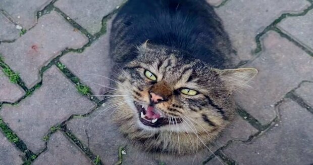 Eine obdachlose Katze näherte sich dem Imbisswagen: Die Frau sah die Katze und verstand, was sie brauchte