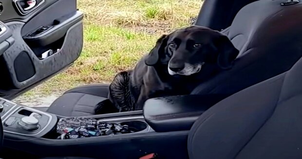 Nach der Rückkehr aus dem Laden fand der Mann einen schlafenden Hund in seinem Auto