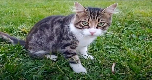 Ein streunender Kater rannte zu der Frau, kuschelte sich an sie und wollte nicht mehr loslassen: das Tierchen bekam ein neues Zuhause