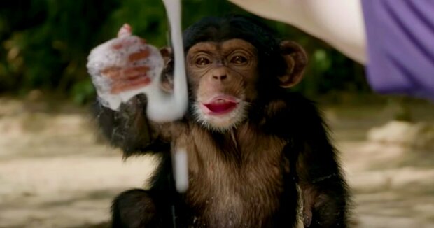 Der niedliche Schimpanse hat sein Gehege aufgeräumt, um Tierpflegern zu helfen