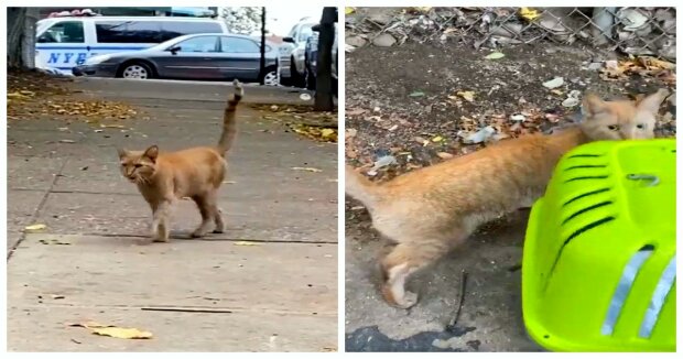 Die Katze näherte sich der Frau auf der Straße und bat sie, sie mit nach Hause zu nehmen