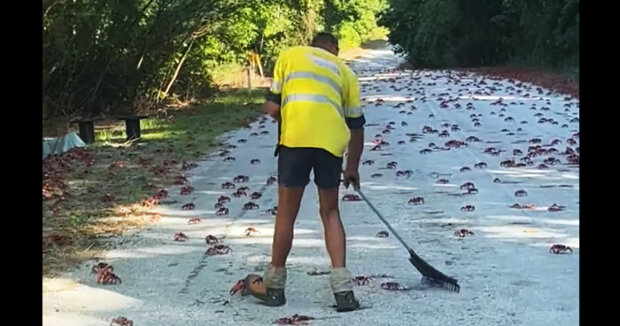 Auf seinem Heimweg stieß der Mann auf Hunderte von Krabben: In Australien war gerade Wandersaison