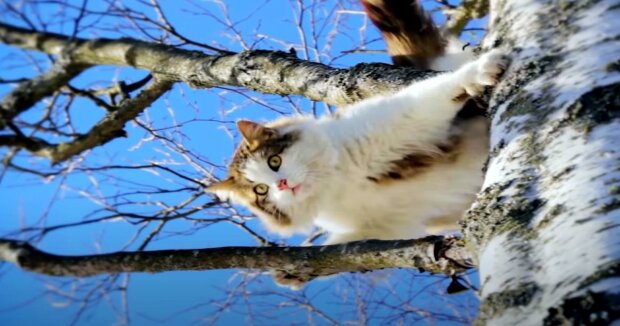 Die Katze saß vier Tage lang auf einem Baum 15 Meter über dem Boden, bevor sie gerettet wurde