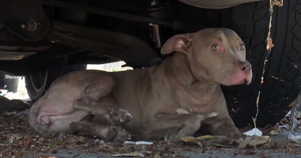 Eine Frau sah die Augen eines Pitbulls, der unter einem Auto saß und Passanten um Hilfe bat: Der Vierbeiner war hungrig und zitterte