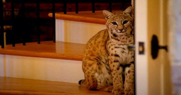 Die Frau kam nach Hause und sah, dass ein wilder Luchs im Wohnzimmer auf sie wartete