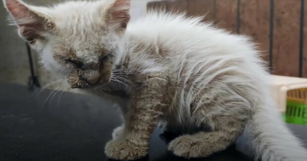 Der streunende Kater konnte seine Augen lange Zeit nicht öffnen: Ein guter Mensch bemerkte das Tier und kümmerte sich um es